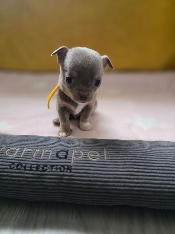 Chihuahua puppies for sale in Newcastle upon Tyne, Tyne and Wear – KC registered, 5 weeks old