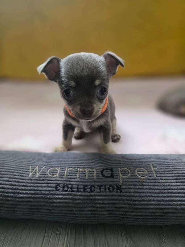 Chihuahua puppies for sale in Newcastle upon Tyne, Tyne and Wear – KC registered, 5 weeks old - Image 3 of 3