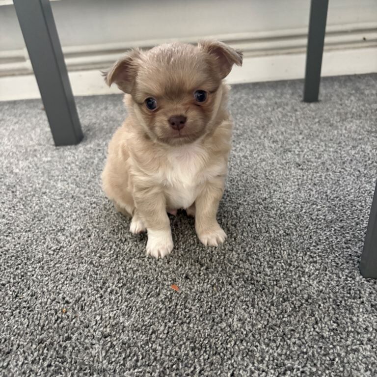 Lilac chihuahua- boy 6 weeks old