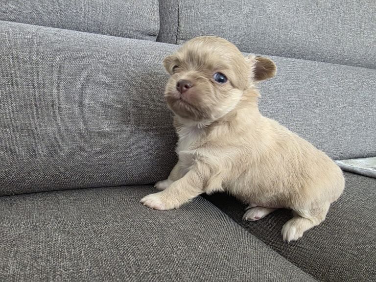 Lilac chihuahua- boy 6 weeks old - Image 3 of 6
