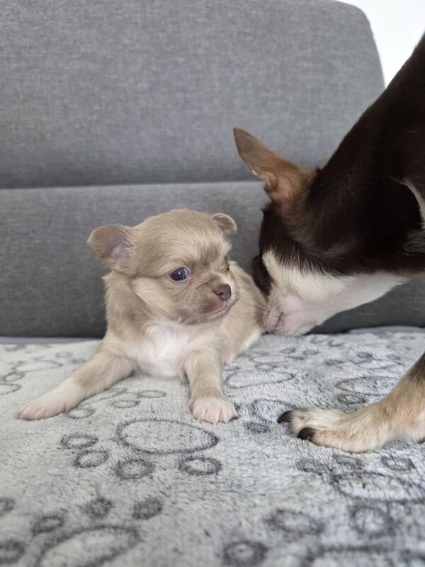 Lilac chihuahua- boy 6 weeks old - Image 5 of 6
