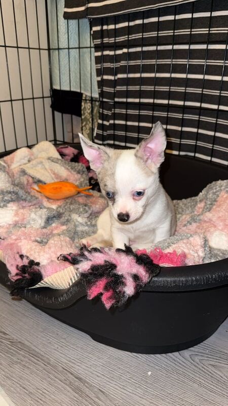 Chihuahua puppies for sale in Bognor Regis, West Sussex – 8 weeks old