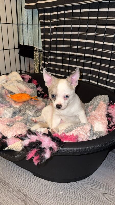 Chihuahua puppies for sale in Bognor Regis, West Sussex – 8 weeks old - Image 2 of 3