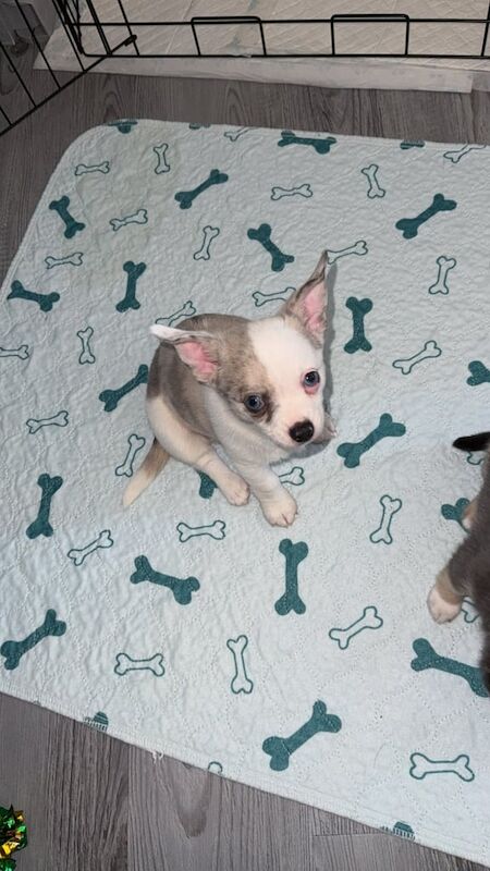 Chihuahua puppies for sale in Bognor Regis, West Sussex – 8 weeks old - Image 3 of 3