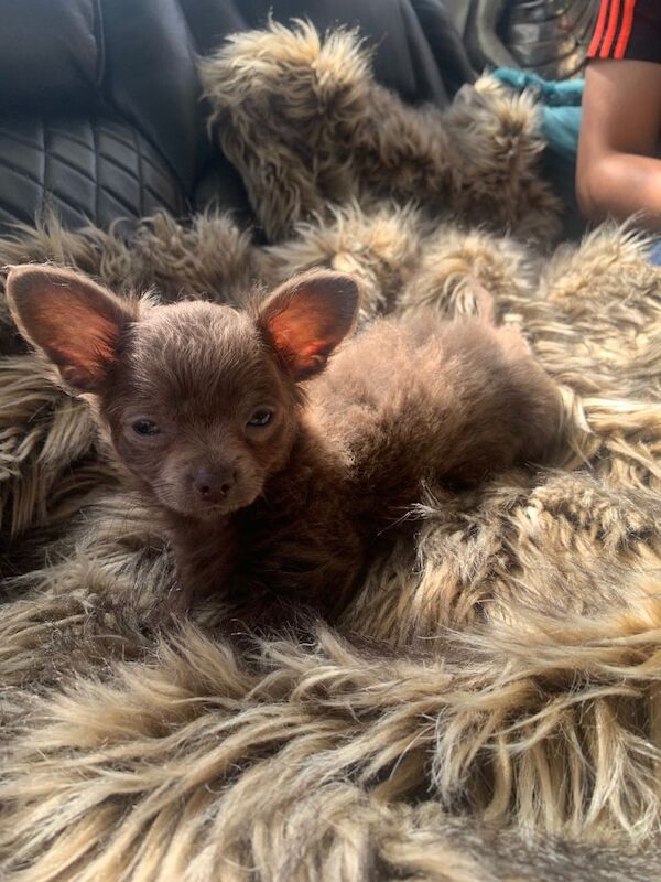 litter of Chihuahua puppies ready to leave now