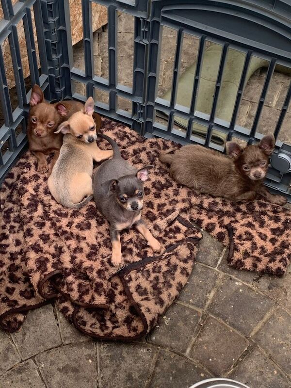 litter of Chihuahua puppies ready to leave now - Image 2 of 3