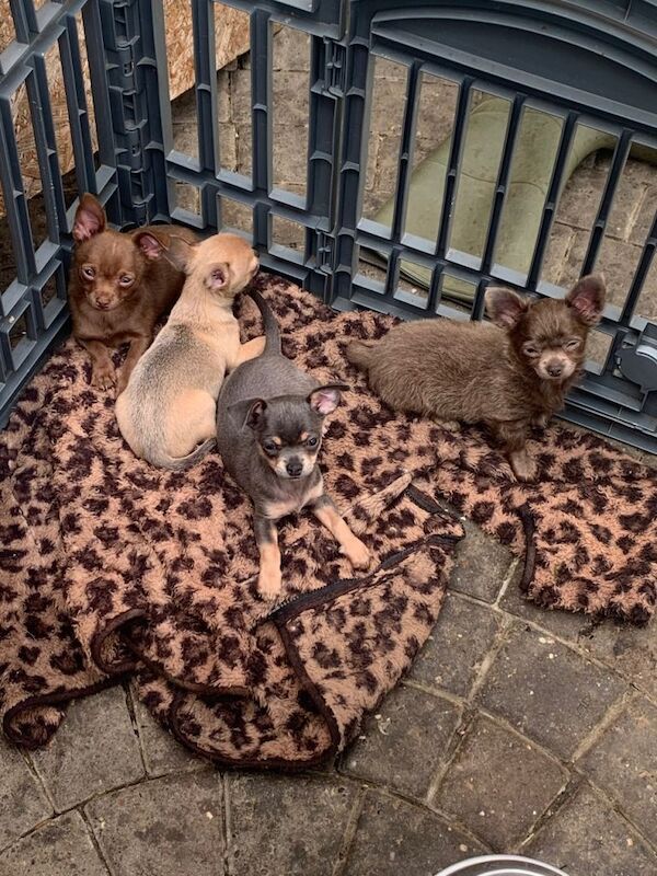 litter of Chihuahua puppies ready to leave now - Image 3 of 3