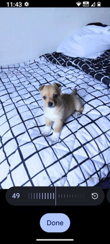 Chihuahua Puppies For Sale Under £1,000