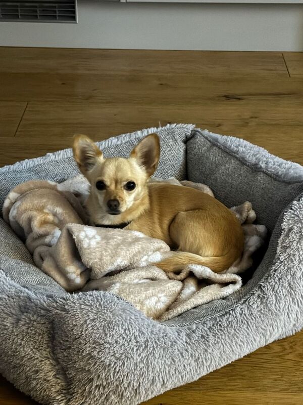 Chihuahua puppies for sale in Atherstone, Warwickshire – 5 years old