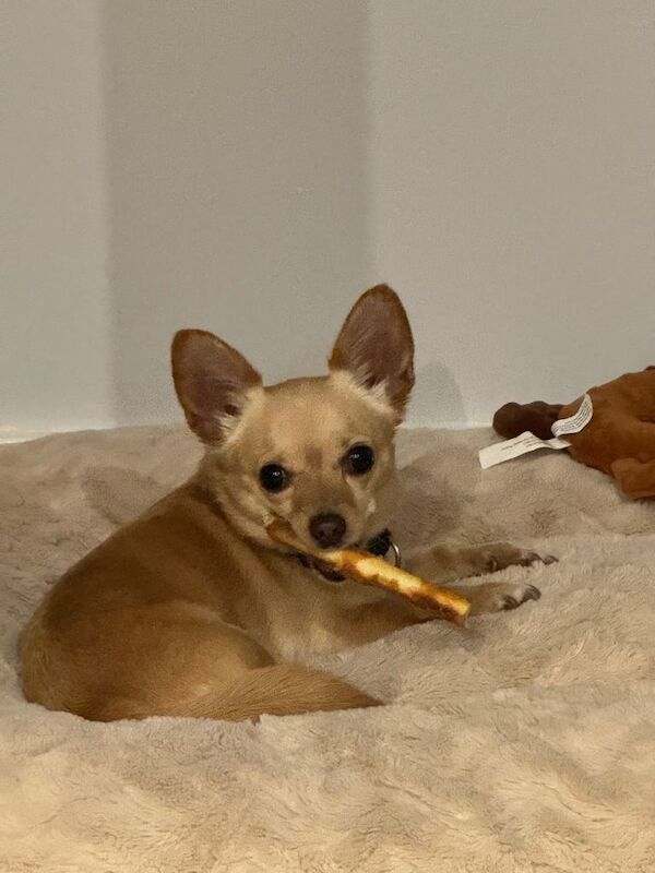 Chihuahua puppies for sale in Atherstone, Warwickshire – 5 years old - Image 2 of 3