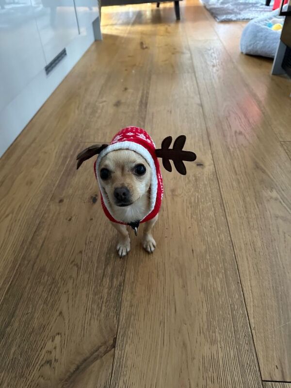 Chihuahua puppies for sale in Atherstone, Warwickshire – 5 years old - Image 3 of 3