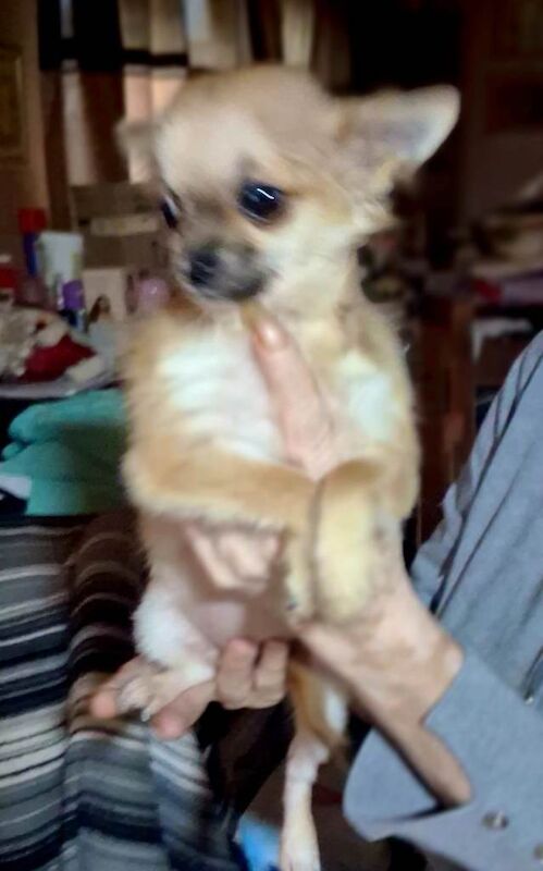 Long and Smoothcoat Chihuahuas