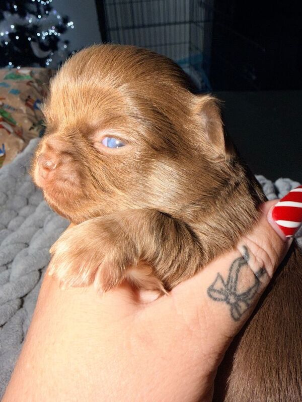 Chihuahua puppies for sale in Whitburn, West Lothian – 2 weeks old