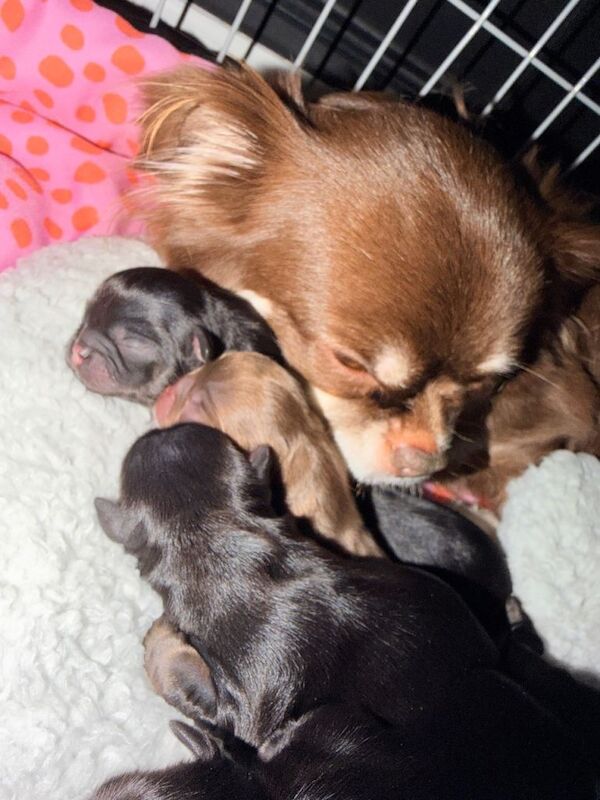 Chihuahua puppies for sale in Whitburn, West Lothian – 2 weeks old - Image 3 of 6