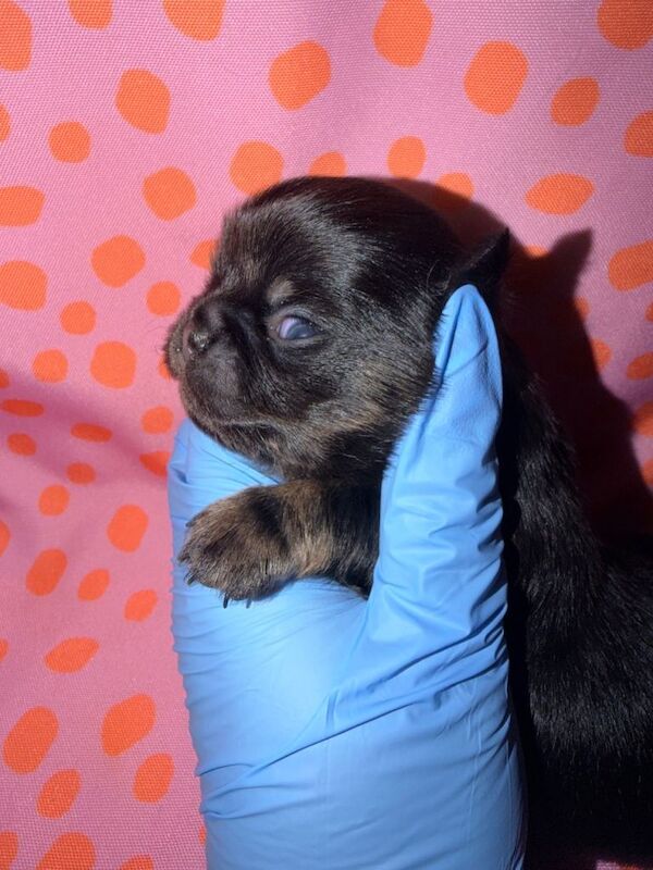 Chihuahua puppies for sale in Whitburn, West Lothian – 2 weeks old - Image 4 of 6