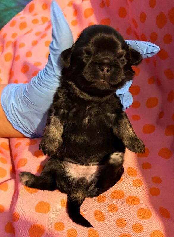 Chihuahua puppies for sale in Whitburn, West Lothian – 2 weeks old - Image 5 of 6