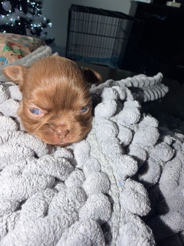 Chihuahua puppies for sale in Whitburn, West Lothian – 2 weeks old - Image 6 of 6