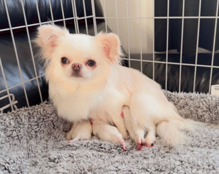 Chihuahua puppies for sale in Fauldhouse, West Lothian – KC registered, 5 weeks old