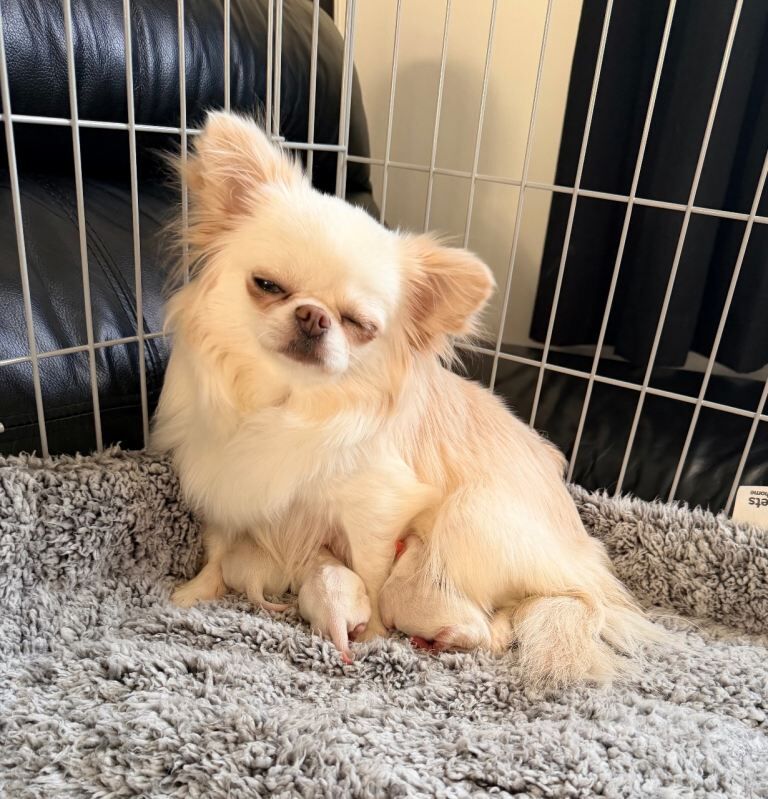 Chihuahua puppies for sale in Fauldhouse, West Lothian – KC registered, 4 weeks old - Image 2 of 4