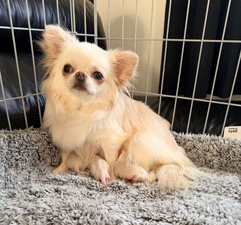 Chihuahua puppies for sale in Fauldhouse, West Lothian – KC registered, 4 weeks old - Image 3 of 4