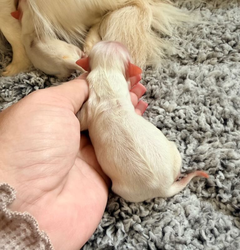 Chihuahua puppies for sale in Fauldhouse, West Lothian – KC registered, 4 weeks old - Image 4 of 4