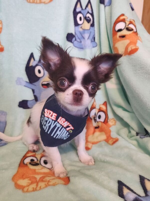 Chihuahua puppies for sale in Broughshane, County Antrim – KC registered, 3 months old
