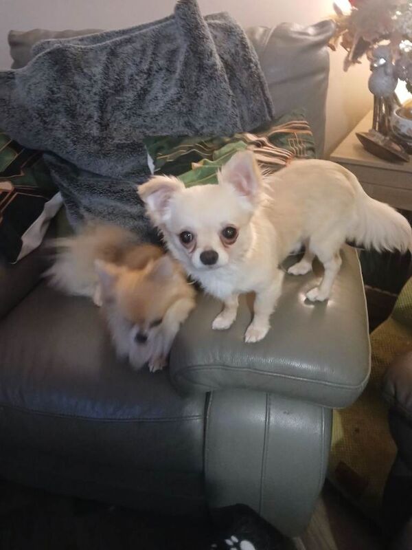 Long coat chihuahua boy - Image 2 of 4