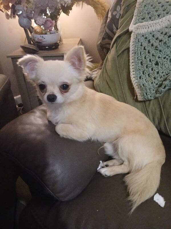 Long coat chihuahua boy - Image 3 of 4