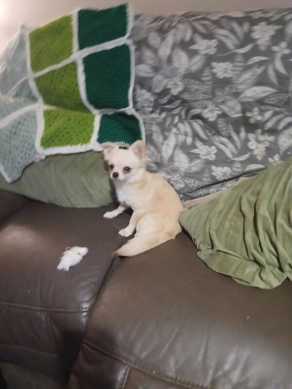 Long coat chihuahua boy - Image 4 of 4