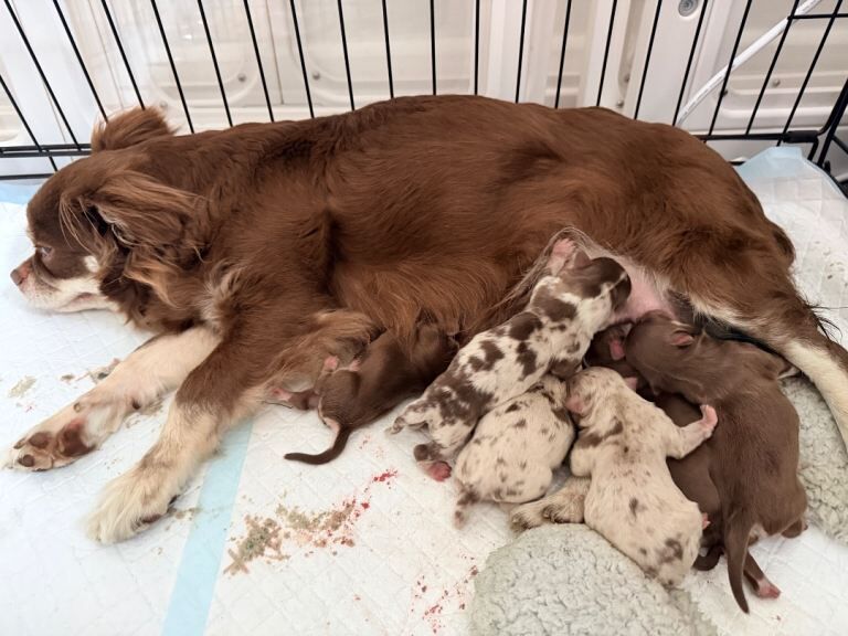 Long coat chihuahua puppies