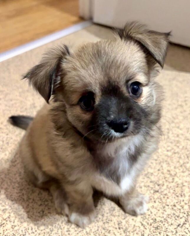 Long coat chihuahua puppies