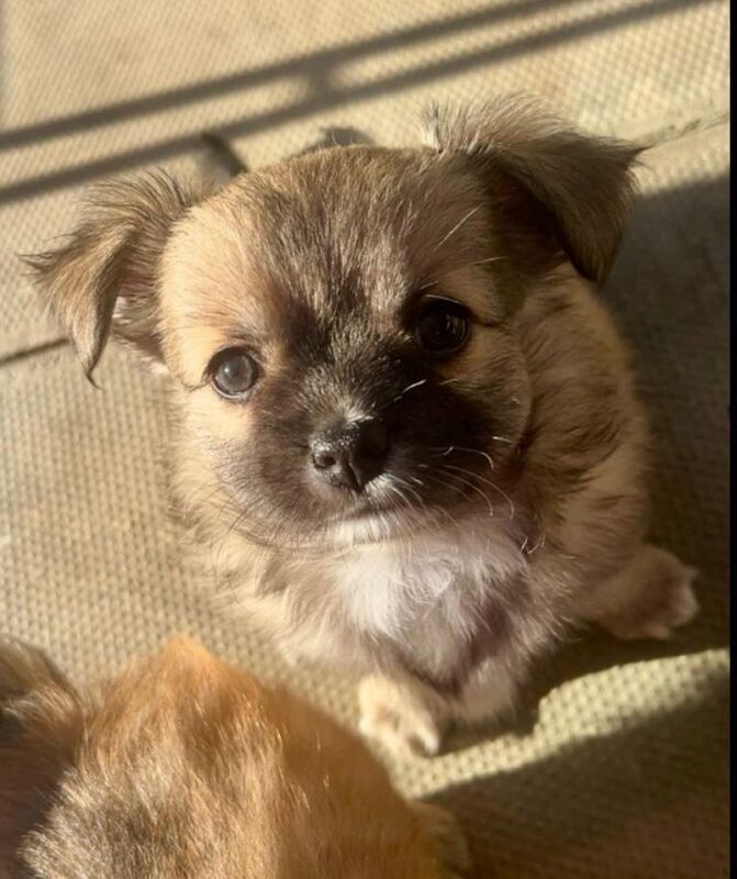 Long coat chihuahua puppies - Image 2 of 4