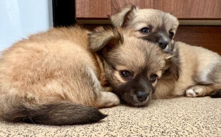 Long coat chihuahua puppies - Image 3 of 4