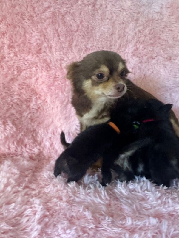 Long coat Chihuahua puppies for sale