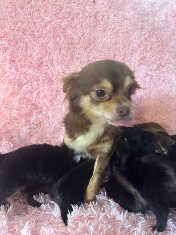 Long coat Chihuahua puppies for sale - Image 2 of 4
