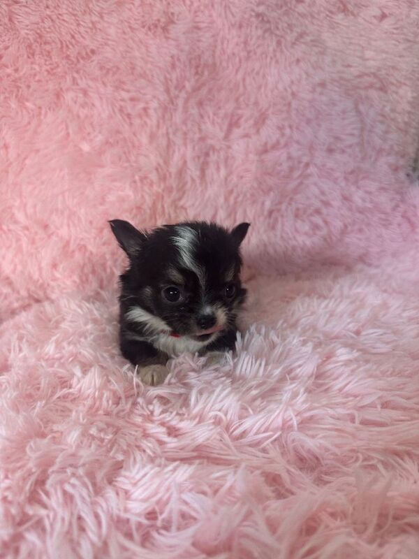 Long coat Chihuahua puppies for sale - Image 4 of 4