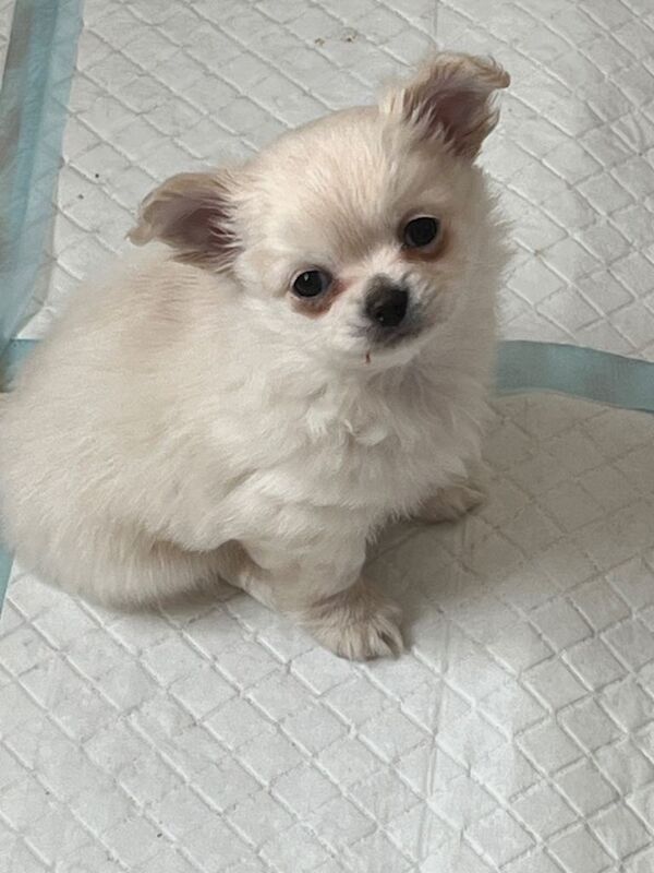 Chihuahua puppies for sale in Bricket Wood, Hertfordshire – KC registered, 7 weeks old