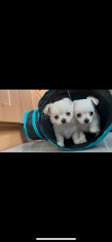 Long coat chihuahuas - Image 2 of 4