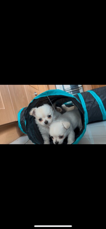 Long coat chihuahuas - Image 3 of 4