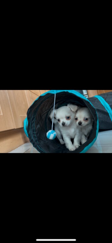 Long coat chihuahuas - Image 4 of 4