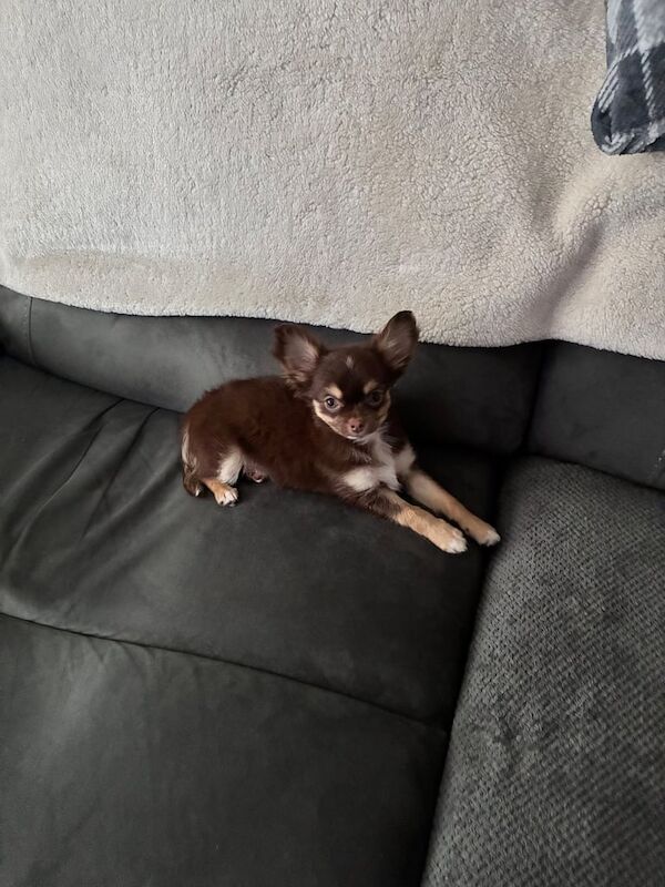 Chihuahua puppies for sale in Enniskillen, County Fermanagh – 11 weeks old
