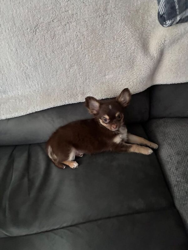 Chihuahua puppies for sale in Enniskillen, County Fermanagh – 11 weeks old - Image 2 of 3