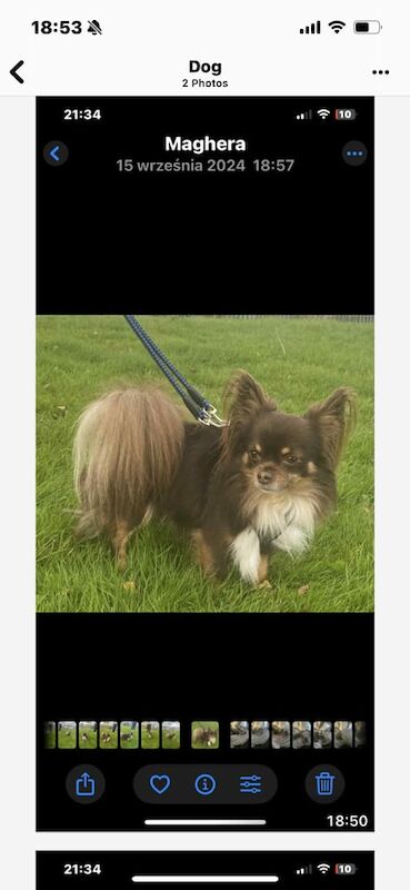 Chihuahua puppies for sale in Enniskillen, County Fermanagh – 11 weeks old - Image 3 of 3