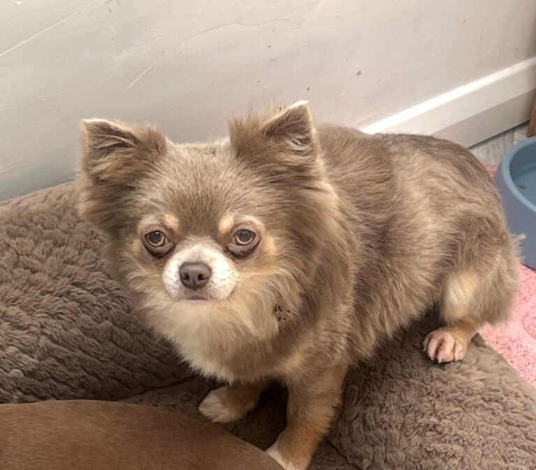 Chihuahua puppies for sale in South Croydon, Greater London – 2 years old - Image 2 of 3