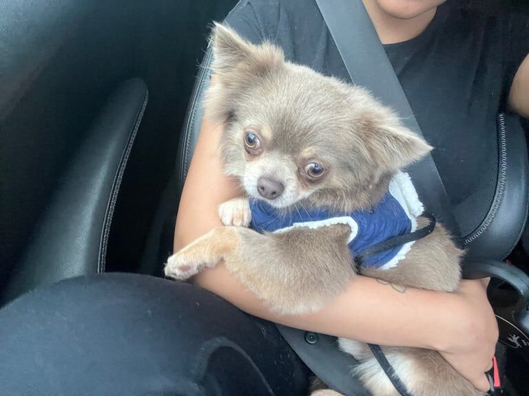 Chihuahua puppies for sale in South Croydon, Greater London – 2 years old - Image 3 of 3