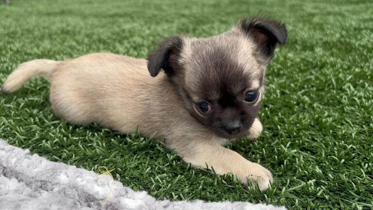 Chihuahua puppies for sale in St Helens, Merseyside – KC registered, 7 weeks old
