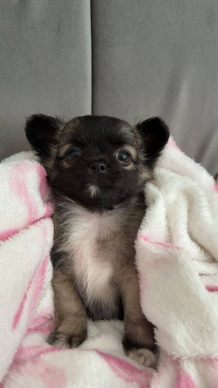 Chihuahua puppies for sale in St Helens, Merseyside – KC registered, 7 weeks old - Image 2 of 3