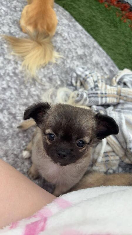 Chihuahua puppies for sale in St Helens, Merseyside – KC registered, 7 weeks old - Image 3 of 3