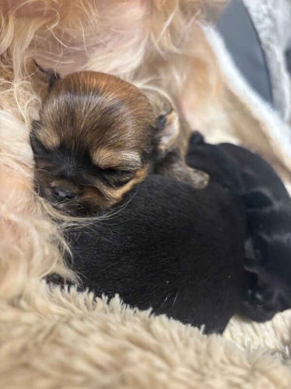 Chihuahua puppies for sale in Forfar, Angus – 4 weeks old