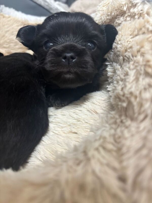 Chihuahua puppies for sale in Forfar, Angus – 3 weeks old - Image 2 of 6